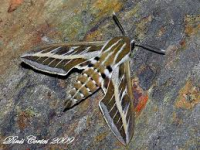 /album/fotogaleria/untitled-3-png/